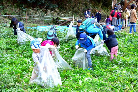 里山ふれあい祭り－ポリの大きな袋にむしった草を集めて
